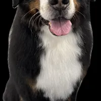 Miso, a male Bernedoodle for sale in Buffalo, NY – Photo 2 of 3