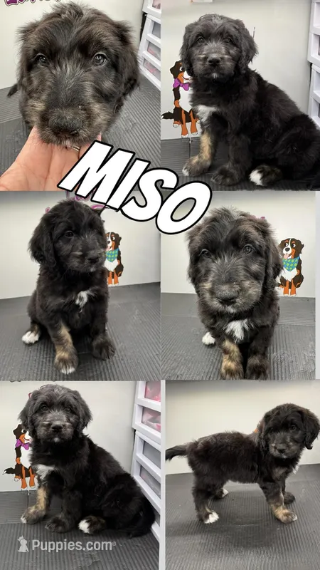 Miso