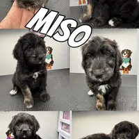Miso, a male Bernedoodle for sale in Buffalo, NY – Photo 1 of 3