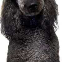 Miso, a male Bernedoodle for sale in Buffalo, NY – Photo 3 of 3