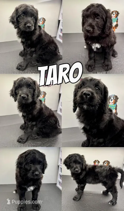 Taro