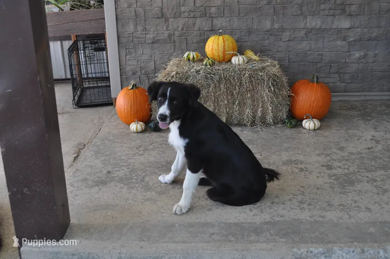Oreo - Must sell – Australian Shepherd puppy for sale in Anna, IL