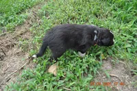 Popsicle, a female Australian Shepherd for sale in Anna, IL – 4 of 5