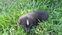 Kitkat, a female Australian Shepherd for sale in Anna, IL – 3 of 3