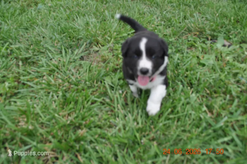 Popsicle – Australian Shepherd puppy for sale in Anna, IL