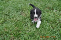 Popsicle, a female Australian Shepherd for sale in Anna, IL – 1 of 5
