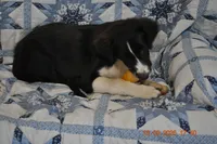 Oreo, a female Australian Shepherd for sale in Anna, IL – 3 of 6