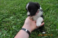 Popsicle, a female Australian Shepherd for sale in Anna, IL – 2 of 5