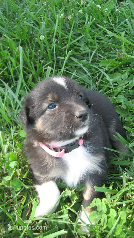 Kitkat – Australian Shepherd puppy for sale in Anna, IL