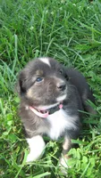Kitkat, a female Australian Shepherd for sale in Anna, IL – 1 of 3
