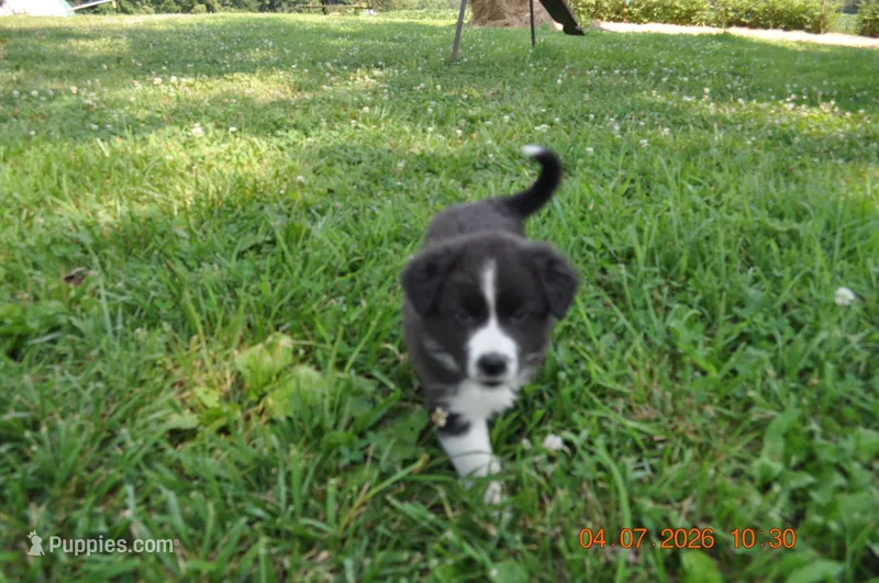Oreo – Australian Shepherd puppy for sale in Anna, IL
