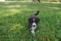 Oreo, a female Australian Shepherd for sale in Anna, IL – 5 of 8