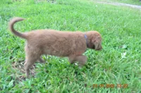 Twix, a male Australian Shepherd for sale in Anna, IL – 3 of 6