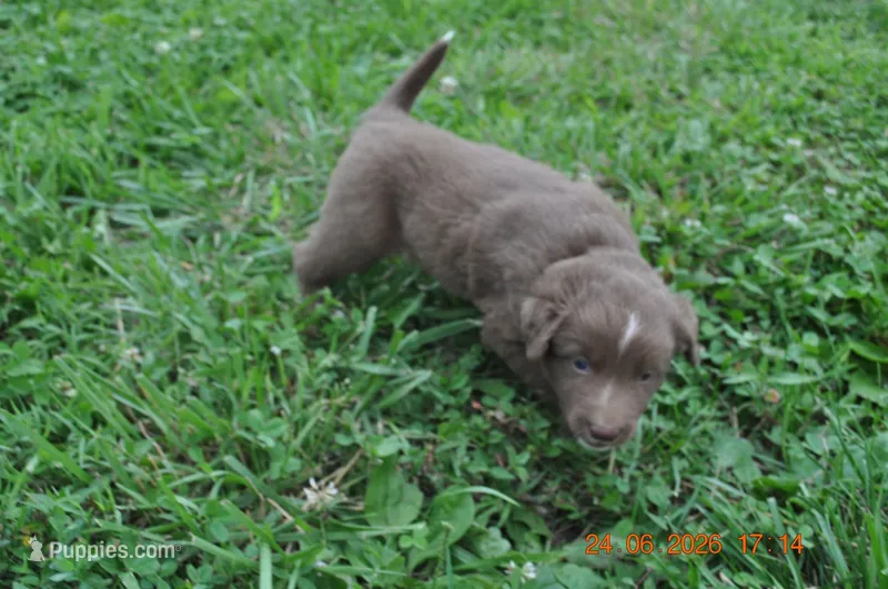 Hershey – Australian Shepherd puppy for sale in Anna, IL
