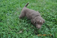 Hershey, a male Australian Shepherd for sale in Anna, IL – 3 of 3