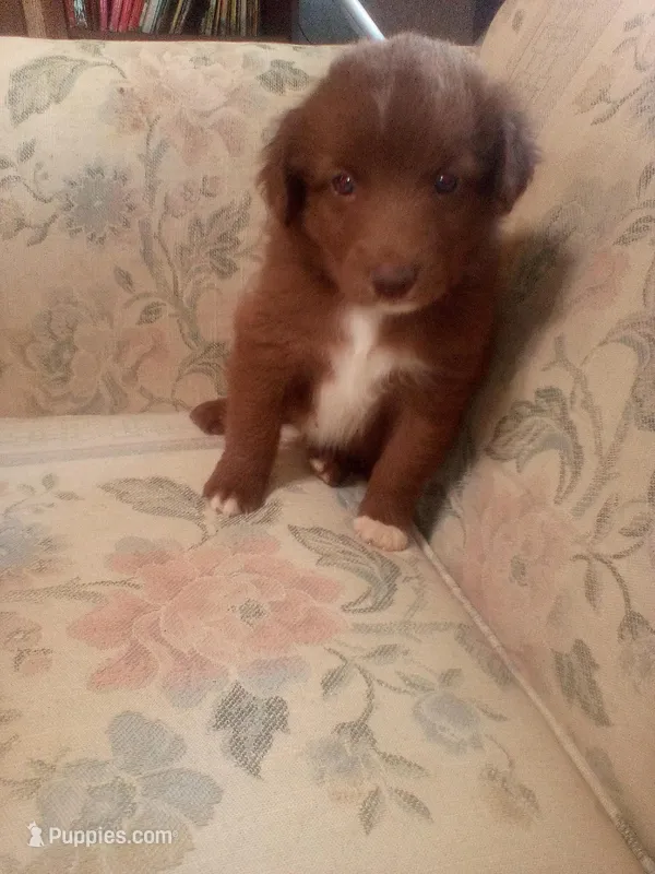 Twix – Australian Shepherd puppy for sale in Anna, IL