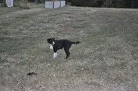Oreo - Must sell, a female Australian Shepherd for sale in Anna, IL – 3 of 9