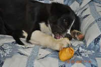 Oreo, a female Australian Shepherd for sale in Anna, IL – 1 of 6