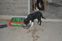 Oreo - Must sell, a female Australian Shepherd for sale in Anna, IL – 4 of 9