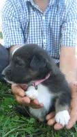 Kitkat, a female Australian Shepherd for sale in Anna, IL – 2 of 3