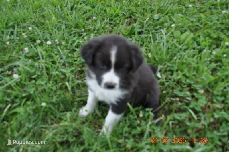 Oreo – Australian Shepherd puppy for sale in Anna, IL