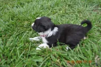 Popsicle, a female Australian Shepherd for sale in Anna, IL – 3 of 5