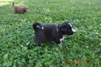 Oreo, a female Australian Shepherd for sale in Anna, IL – 2 of 4