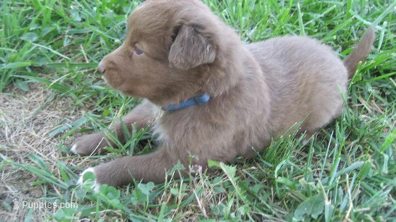 Twix – Australian Shepherd puppy for sale in Anna, IL