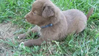 Twix, a male Australian Shepherd for sale in Anna, IL – 1 of 2