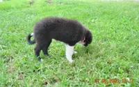 Oreo, a female Australian Shepherd for sale in Anna, IL – 3 of 8