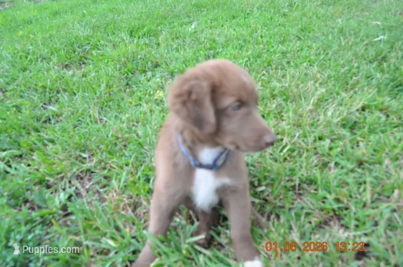 Twix – Australian Shepherd puppy for sale in Anna, IL