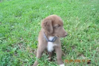 Twix, a male Australian Shepherd for sale in Anna, IL – 2 of 6