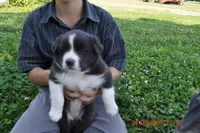 Oreo, a female Australian Shepherd for sale in Anna, IL – 1 of 4
