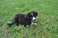 Oreo, a female Australian Shepherd for sale in Anna, IL – 2 of 8