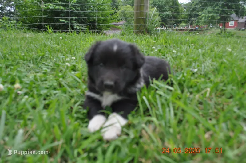 Snickers – Australian Shepherd puppy for sale in Anna, IL