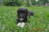 Snickers, a male Australian Shepherd for sale in Anna, IL – 1 of 1