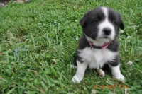 Oreo, a female Australian Shepherd for sale in Anna, IL – 3 of 4
