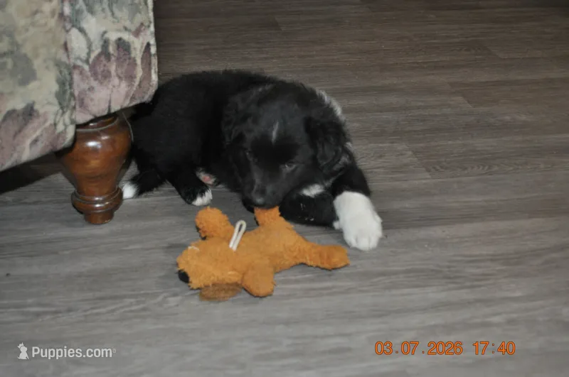 Snickers – Australian Shepherd puppy for sale in Anna, IL