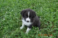 Oreo, a female Australian Shepherd for sale in Anna, IL – 4 of 8