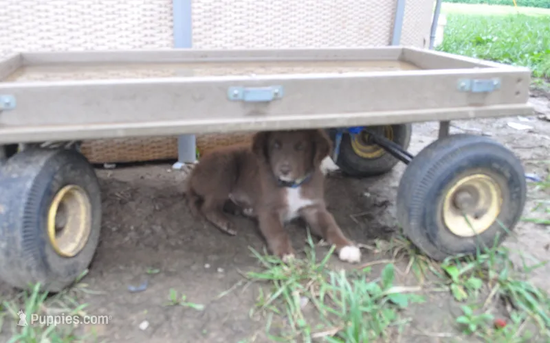 Twix – Australian Shepherd puppy for sale in Anna, IL