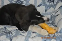 Oreo, a female Australian Shepherd for sale in Anna, IL – 2 of 6