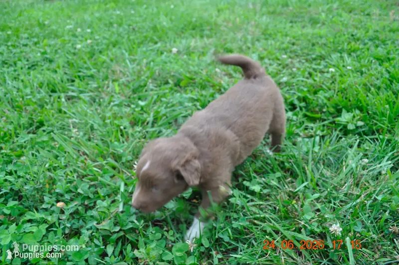 Hershey – Australian Shepherd puppy for sale in Anna, IL