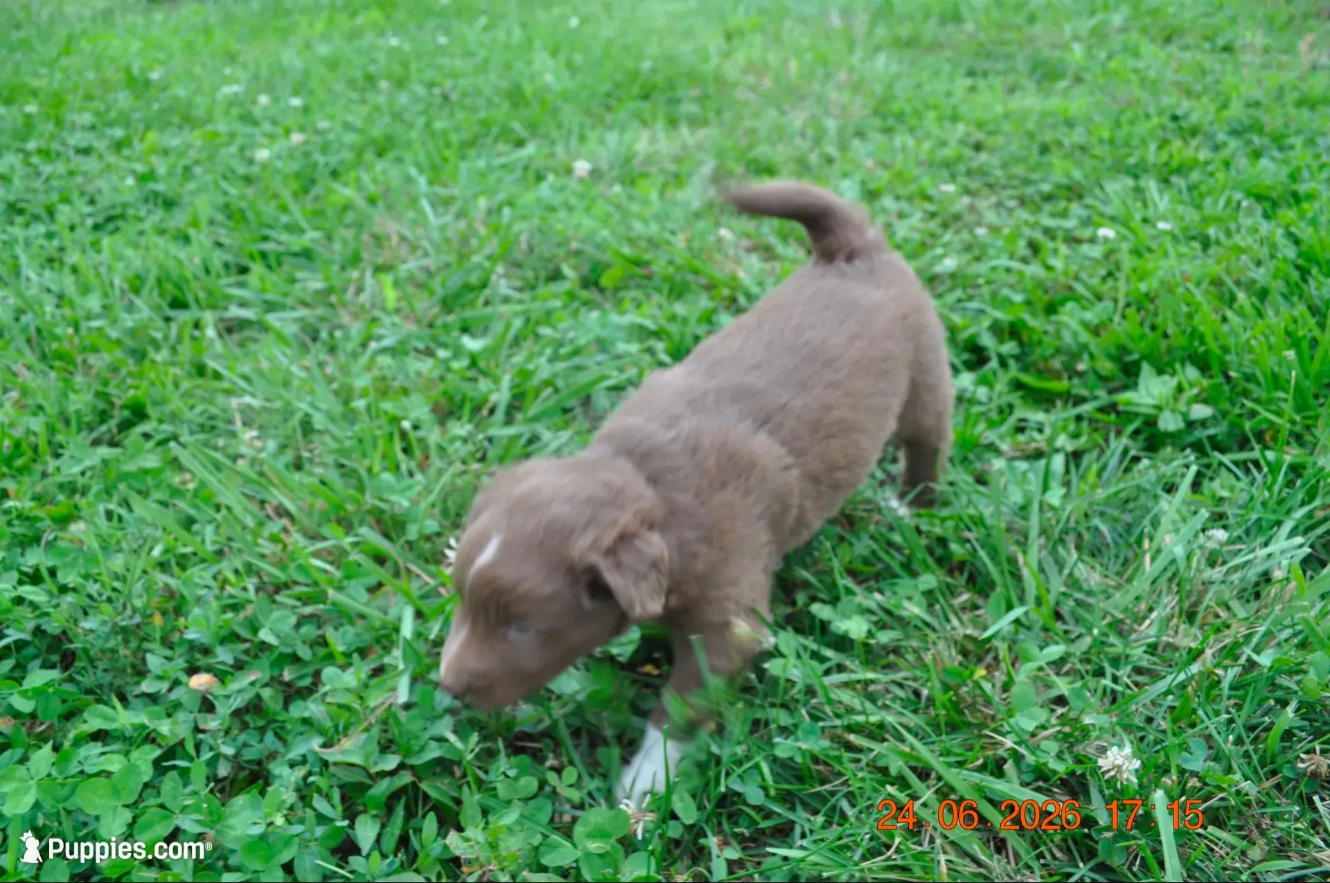 Hershey, a male Australian Shepherd for sale in Anna, IL – 1 of 3
