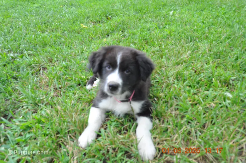 Oreo – Australian Shepherd puppy for sale in Anna, IL