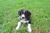 Oreo, a female Australian Shepherd for sale in Anna, IL – 1 of 8