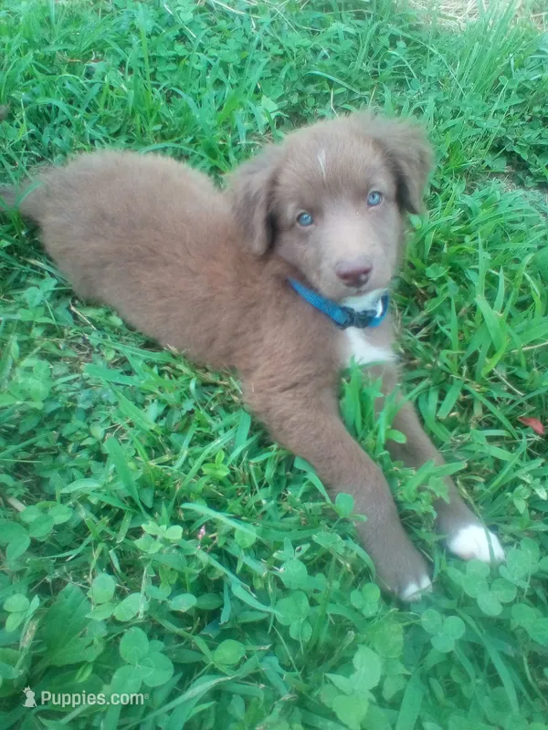 Twix – Australian Shepherd puppy for sale in Anna, IL