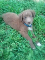 Twix, a male Australian Shepherd for sale in Anna, IL – 4 of 6