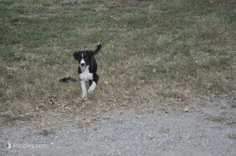 Oreo – Australian Shepherd puppy for sale in Anna, IL