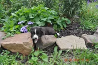Oreo, a female Australian Shepherd for sale in Anna, IL – 4 of 4