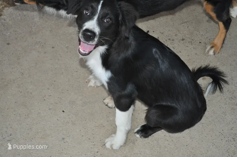 Oreo – Australian Shepherd puppy for sale in Anna, IL